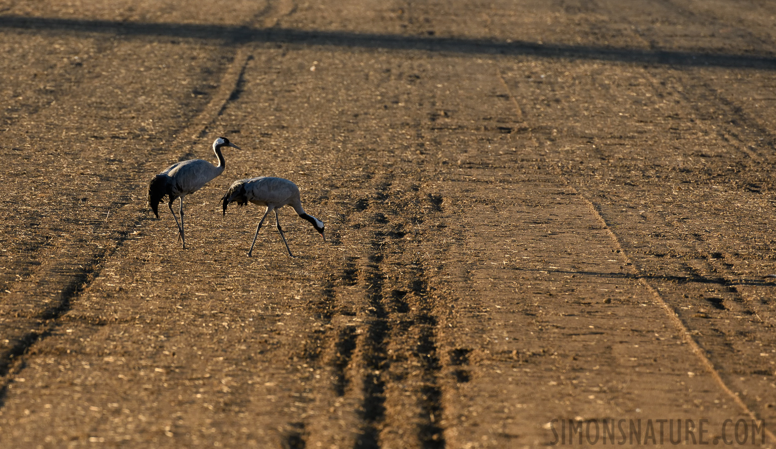 Grus grus [400 mm, 1/800 sec at f / 8.0, ISO 1000]